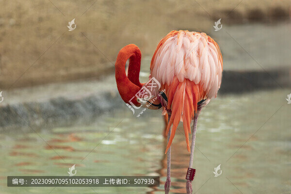 火烈鳥