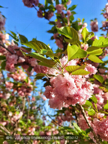 櫻花