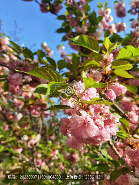 櫻花