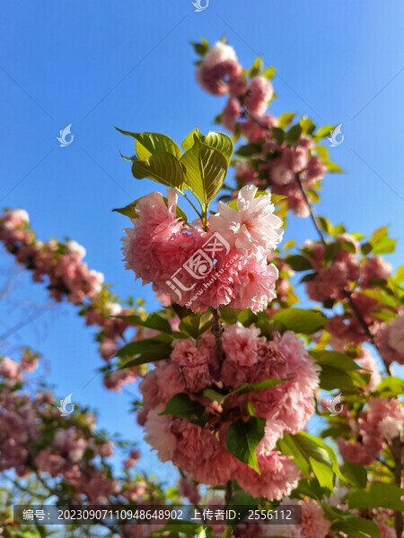 櫻花