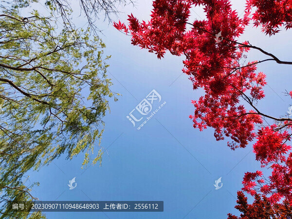楓葉紅楓楓樹