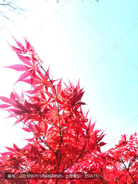 楓葉紅楓楓樹(shù)