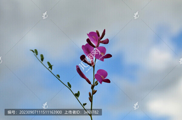 山竹子花
