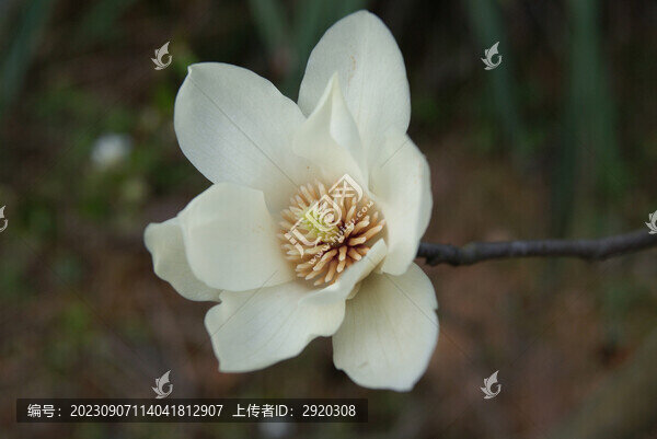 木棉花