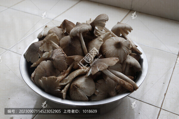 雞樅菌油雞樅