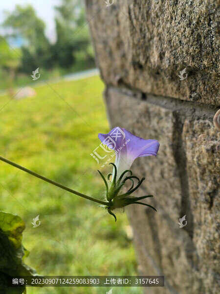 藍紫色牽牛花
