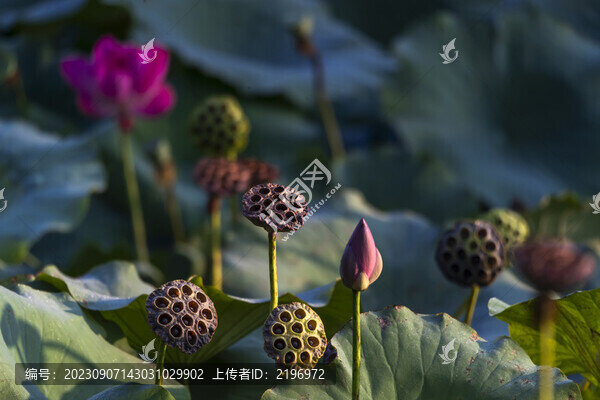 秋天荷塘景色