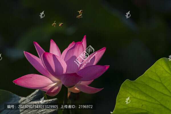 荷塘蜜蜂采花圖