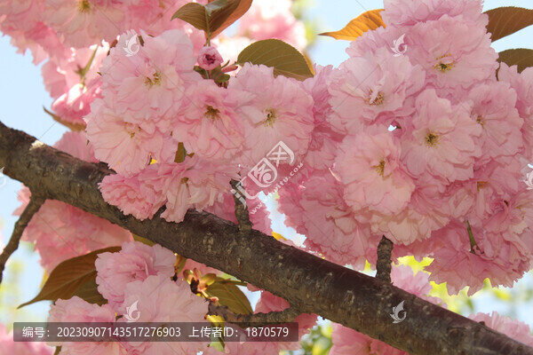 櫻花