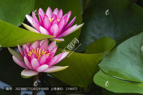二朵紅色睡蓮美圖
