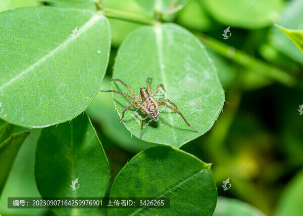 葉上蜘蛛特寫鏡頭