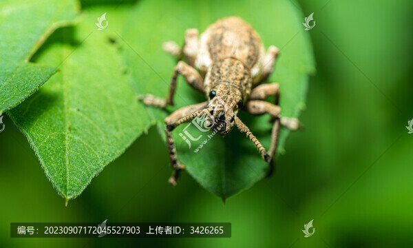 樹葉上的象鼻蟲
