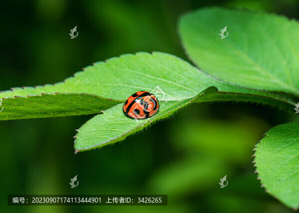 樹葉上的瓢蟲