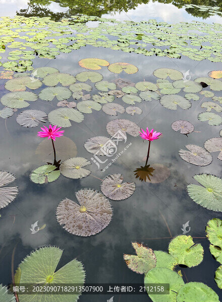蓮花池