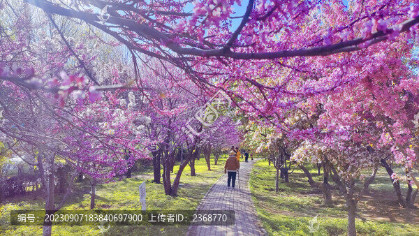 春天