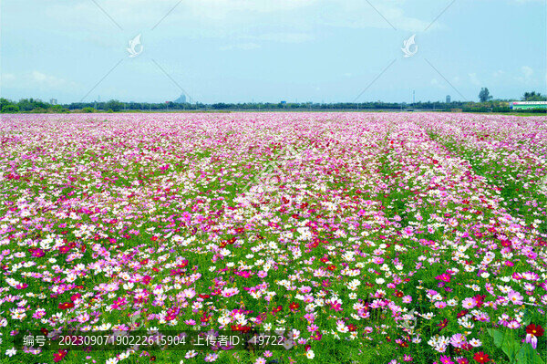 格桑花開