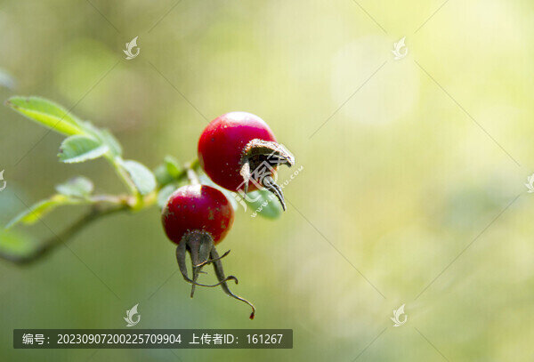 薔薇果