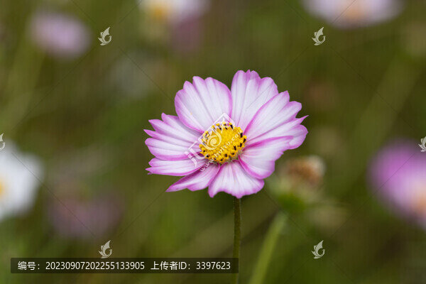 盛開(kāi)花朵特寫秋英波斯菊