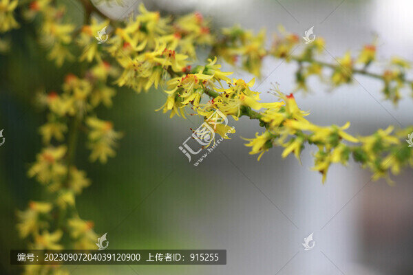 復(fù)羽葉欒花