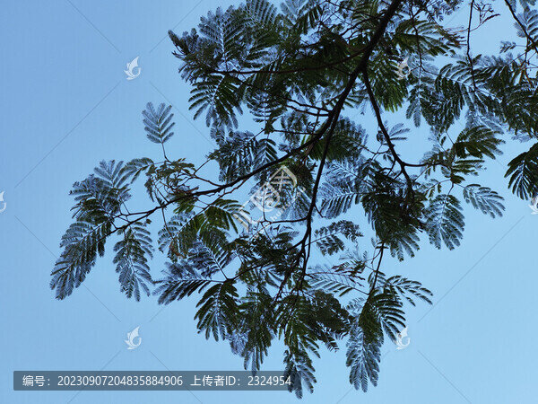 樹枝背景