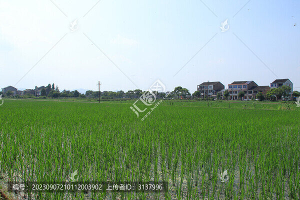 鄉(xiāng)村農(nóng)田