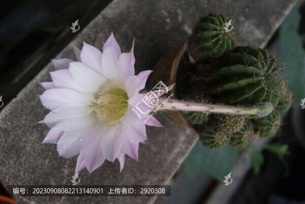 仙人球花