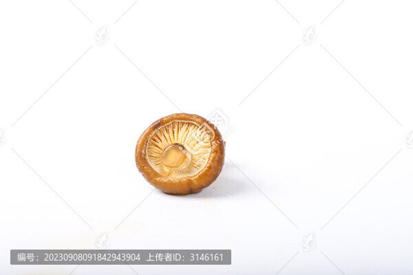白底背景上的香菇