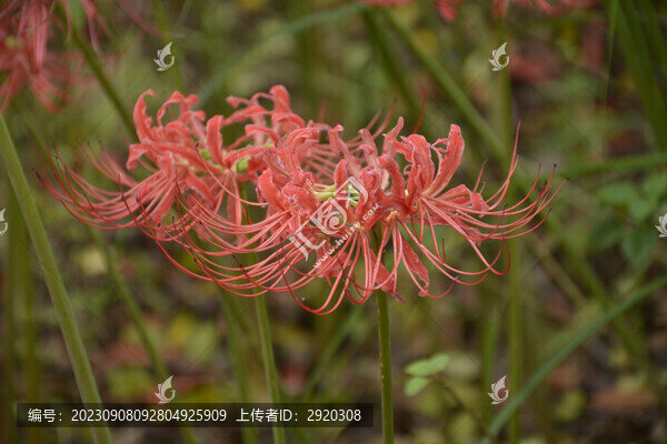 蔓珠莎華