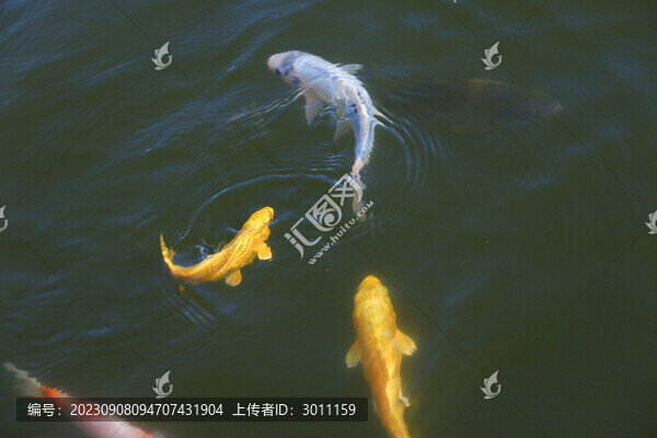 鯉魚