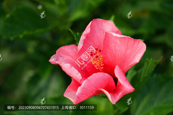 朱槿花