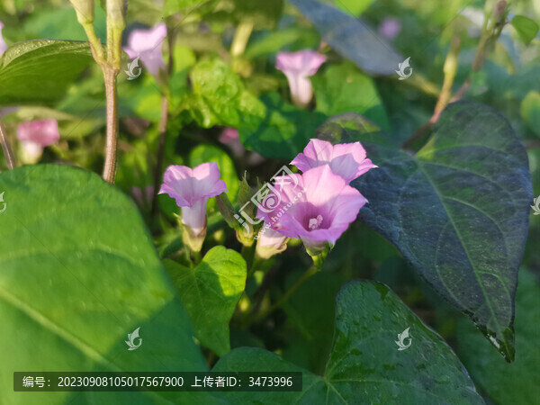 三裂葉薯