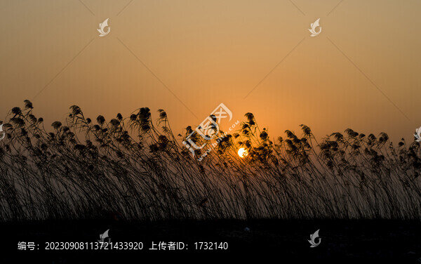 夕陽蘆葦