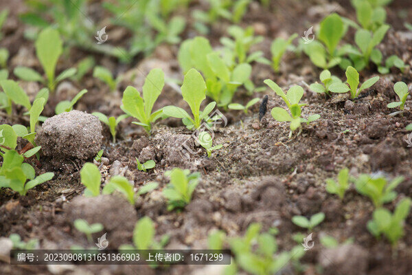 蔬菜種植