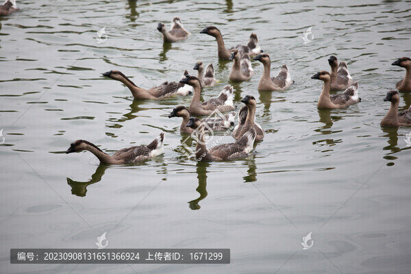 鵝養(yǎng)殖