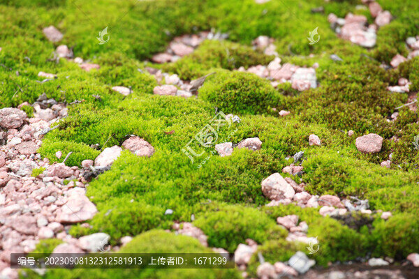 綠色苔蘚