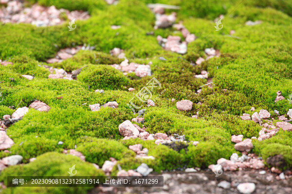 綠色苔蘚