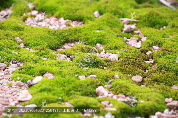 綠色苔蘚