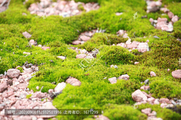 綠色苔蘚