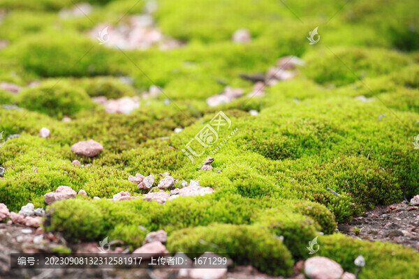 綠色苔蘚