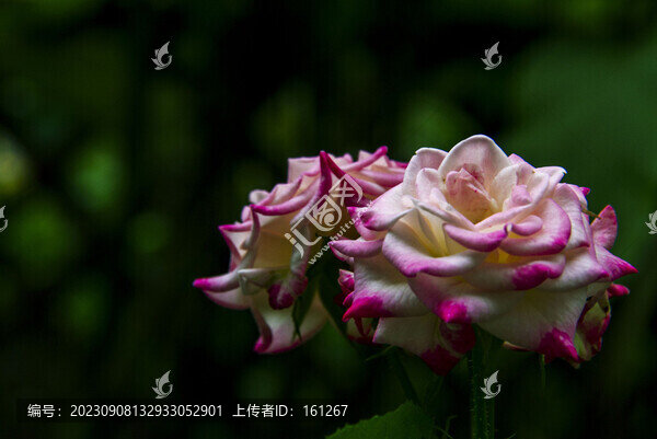 月季花