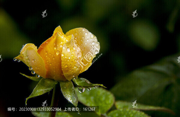 月季花