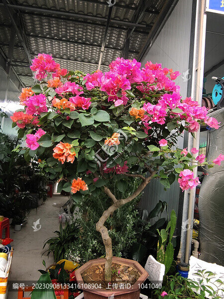 花卉