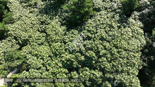 青島城陽三標山冬青開花