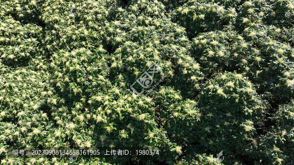 青島城陽三標(biāo)山冬青開花