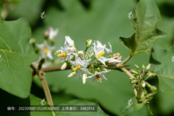 水茄的花
