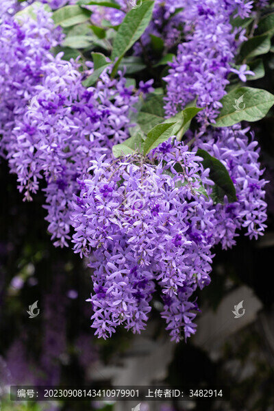 藍花藤