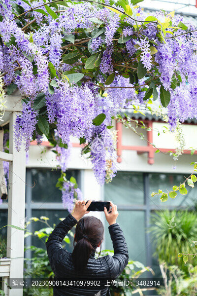藍花藤