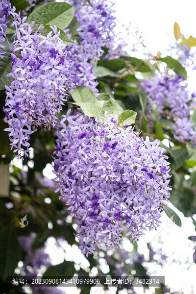 藍(lán)花藤