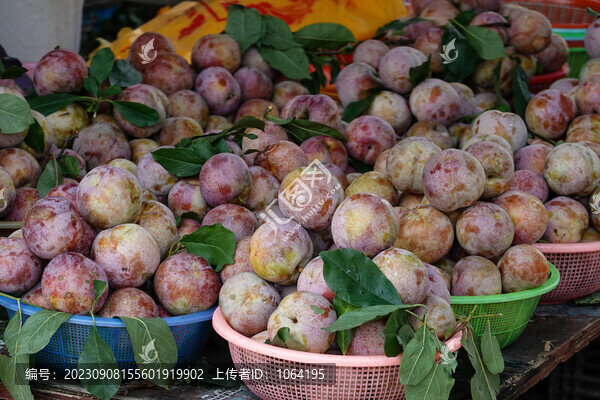 三華李