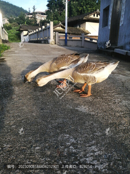 鵝